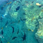 Египет,Sharm El Sheikh . Pickalbatros Aqua Blu 4* 4